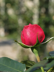 Close up shot of a red rose bud