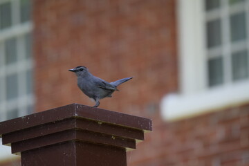 gray bird
