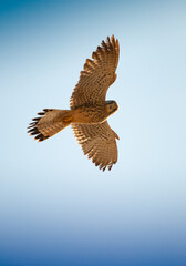 Flying falcon with blue sky background