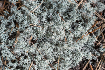 Lichen Cladonia rangiferina in the forest, background.