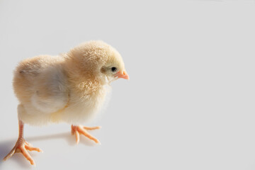 Polluelo de sólo unos días aislado en blanco.