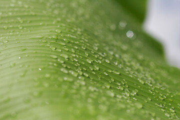 Hoja de palma bananera cubierta de rocío
