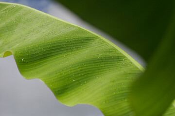 Hoja de palma bananera cubierta de rocío