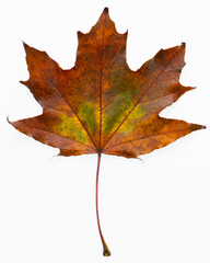 Fototapeta premium Multi-color Maple Leaf on White Background