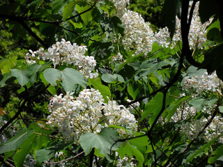 Close up shot of white Vernicia fordii blossom