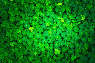 Bright green clover leaves. Textures and backgrounds for designers