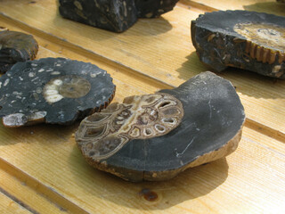 Ammonites on a wooden table, cephalopods, fossils