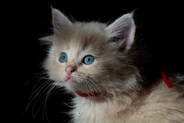 Baby cat with blue eyes sitting on the floor and looking up