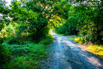 Obraz premium white road and green forest