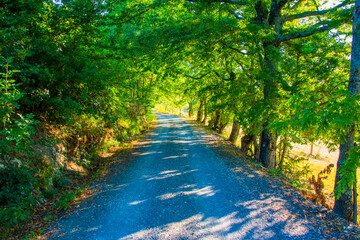white road and green forest one
