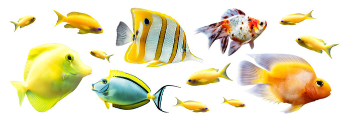 Exotic reef fish isolated on white background
