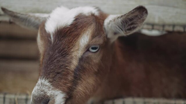 Cute brown and white goat with cool eyes chewing on food