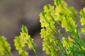 
delicate yellow wildflowers for background
