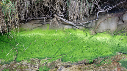 Green moss and algae on rocks amidst tree toots - 375966433