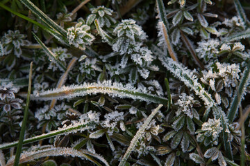 First frost, frozen grass, nature background