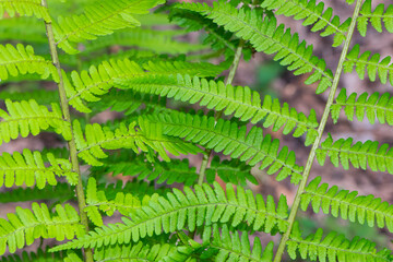 green forest fern leaves close-up for background and text