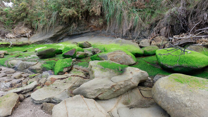 Green moss and algae on rocks amidst tree toots - 375966643