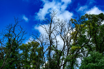 korony drzew na tle chmur  © Dariusz Grochal 