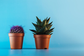Succulent plant and purple cactus in brown pots on a blue background. Copy space. Flower shop concept.