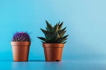 Fototapete Toilette Succulent plant and purple cactus in brown pots on a blue background. Copy space. Flower shop concept.  © Julia