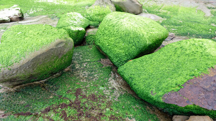 Green moss and algae on rocks - 375967018