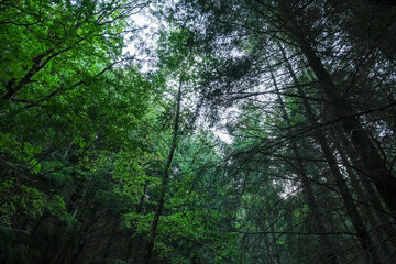 Fototapeta na wymiar Green beech tree sleaves mountain forest background,pattern texture