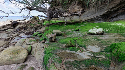 Green moss and algae on rocks amidst tree toots - 375967075