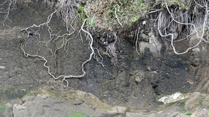 exposed old tree roots against a mud cliff face - 375967200