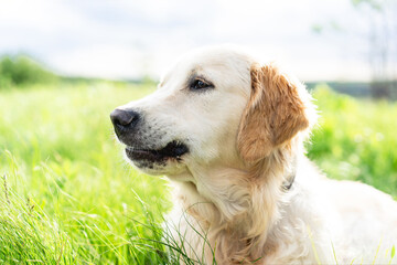Cute dog lying in juicy grass on sunny field