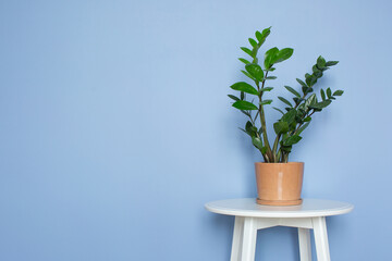 Indoor Plant. Zanzibar Gem, ZZ Plant, Zamioculcas Zamifolia. flowering plant on a blue wall background. Copy space