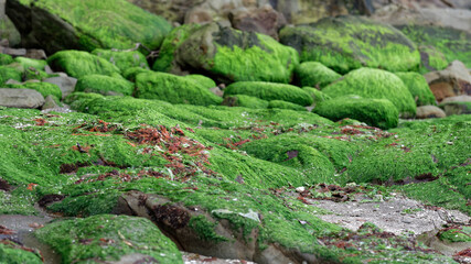 Green moss and algae on rocks - 375967264