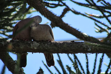 couple of birds on the tree