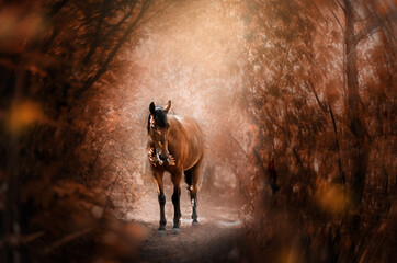 gorgeous autumn portrait of a chestnut horse magic light dawn
