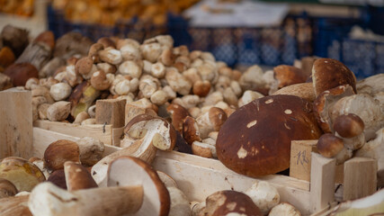 mushrooms in a box close up