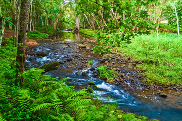 Fototapeta na wymiar Ferns Growing Alongside Ho'opi'i Stream, Kapa'a, Kauai, Hawaii, USA