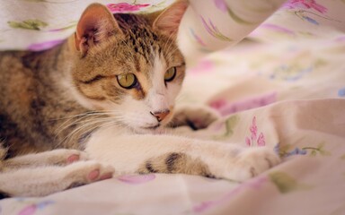 Fototapeta na wymiar Gorgeous tabby cat with green eyes, playing under the bedsheets.