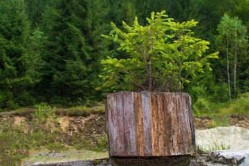 Fototapeta premium Young spruce growing in a creative designed wooden pot in the mountains in autumn among greenery. Selective focus. Copy space.
