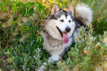 Cute alaskan malamute on summer grass