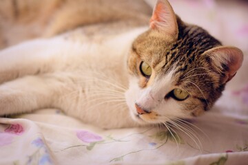 Fototapeta na wymiar Gorgeous tabby cat with green eyes, lying in bed.