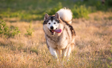 Alaskan malamute running on a field