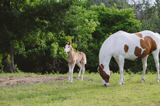 Paint horse mare with bald face colt foal in green field on farm.