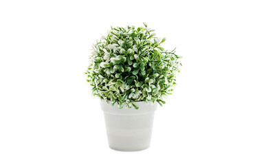 ornamental houseplant in a white pot on a white background