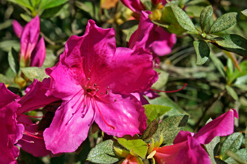 Pink Azaleas at the garden