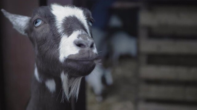 Funny looking goat with amazing eyes begs for food and attention