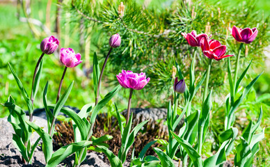 Blooming garden tulips on the background of pine needles.