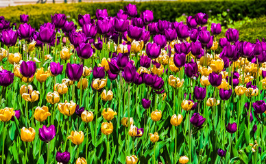 Purple and Yellow Tulips, Grant Park, Chicago, Illinois, USA