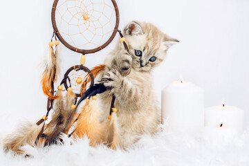 Kitten plays with a dreamcatcher on an isolated white background.
