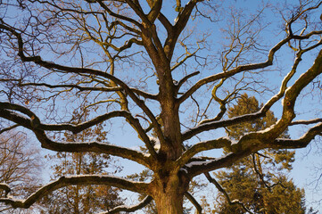 Snow-covered tree branches. In a winter park.