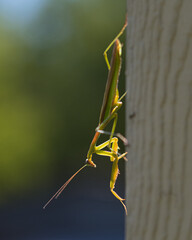 green praying mantis