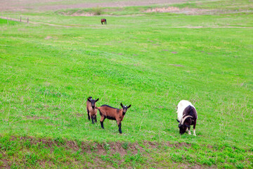 Domestic goats on the meadow . Two young and one mature goats